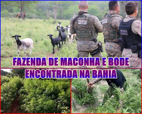 DEU BODE - PM e PF desmontam roça de maconha em sítio usado de fachada como criação de caprinos e ovinos.